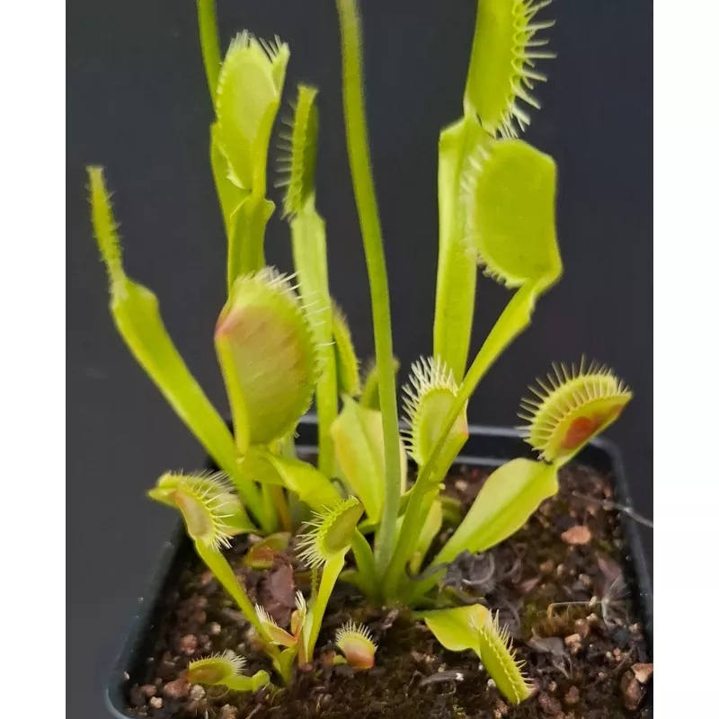 dionaea-muscipula-venus-flytrap-orango-x-op Dionaea muscipula VENUS FLYTRAP ‘ORANGO’ x OP