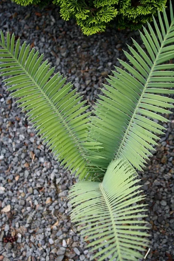 dioon-merolae Dioon merolae