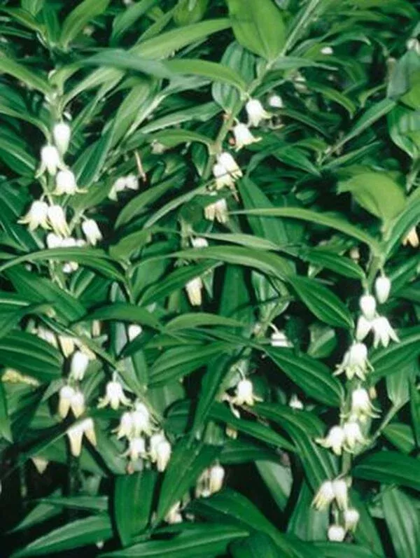 disporopsis-pernyi Disporopsis pernyi