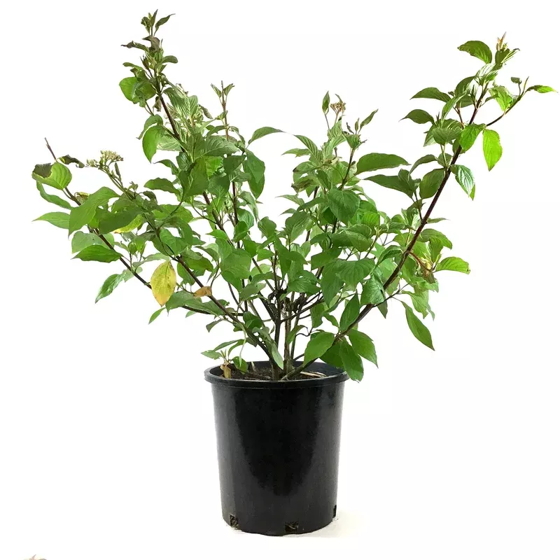 dogwood-2-gal-red-osier Dogwood 2 gal Red Osier