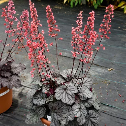 dolce-glazed-infused-coral-bells Dolce Glazed and Infused Coral Bells