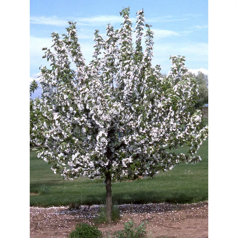 donald-wyman-crabapple ‘Donald Wyman’ Crabapple