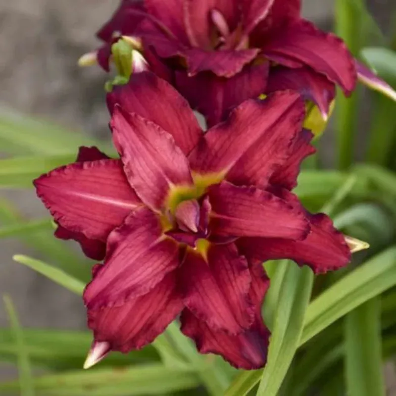 double-pardon-me-daylily ‘Double Pardon Me’ Daylily