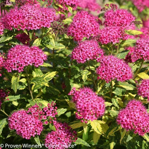 double-play-painted-lady-spirea Double Play Painted Lady Spirea