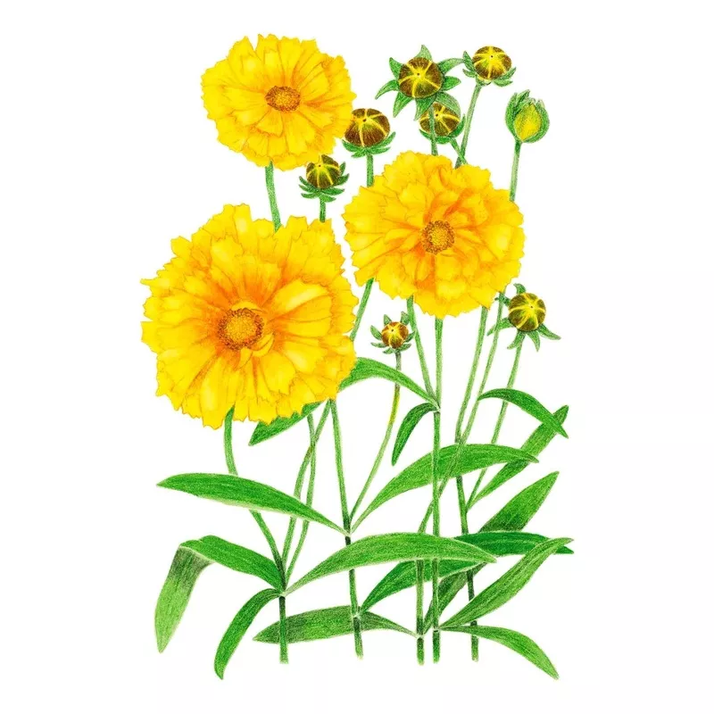 double-sunburst-coreopsis-seeds Double Sunburst Coreopsis Seeds