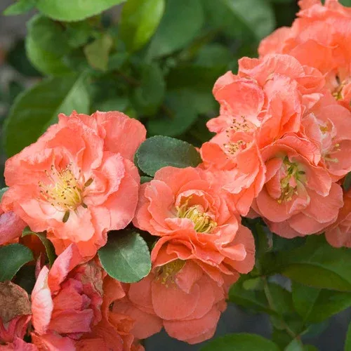 Double Take Peach Quince