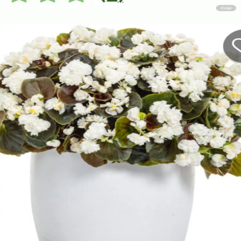double-up-whitebegonia-semperflorens Double Up WhiteBegonia semperflorens