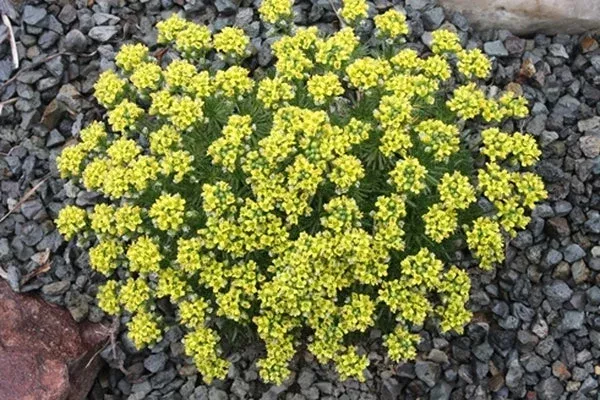 draba-athoa Draba athoa
