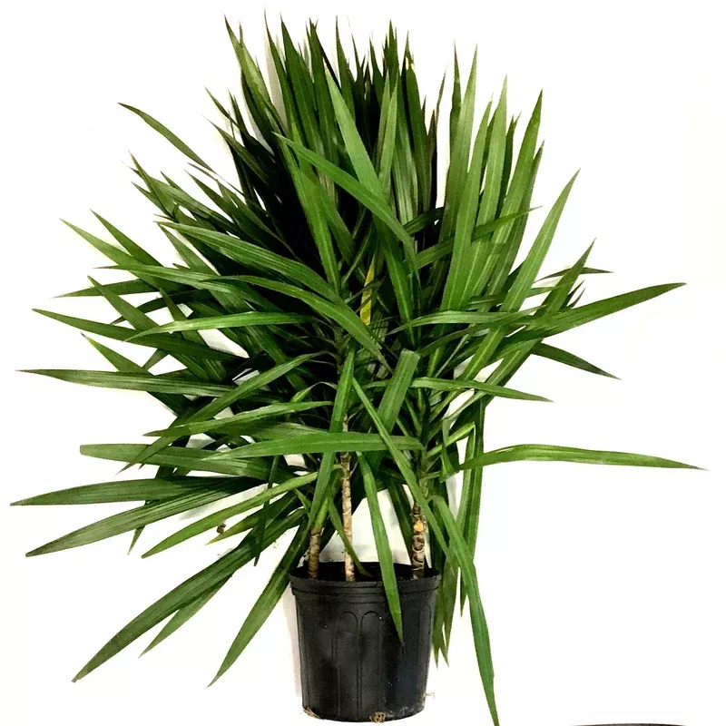 dracaena-10in-tarzan-bush Dracaena 10in Tarzan Bush