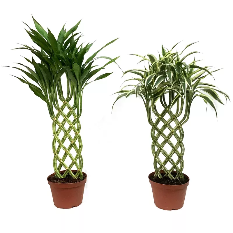 dracaena-6in-w-trellis Dracaena 6in W/Trellis