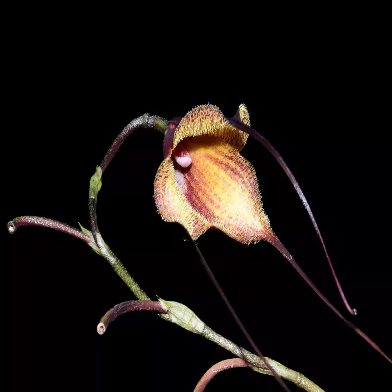 Dracula x kareniae ‘Chocolate’