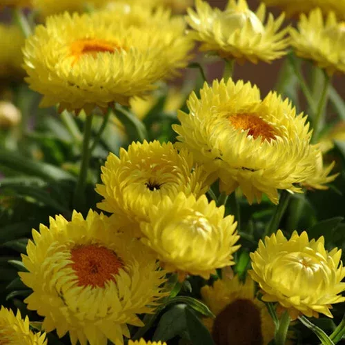dreamtime-jumbo-yellow-strawflower Dreamtime Jumbo Yellow Strawflower