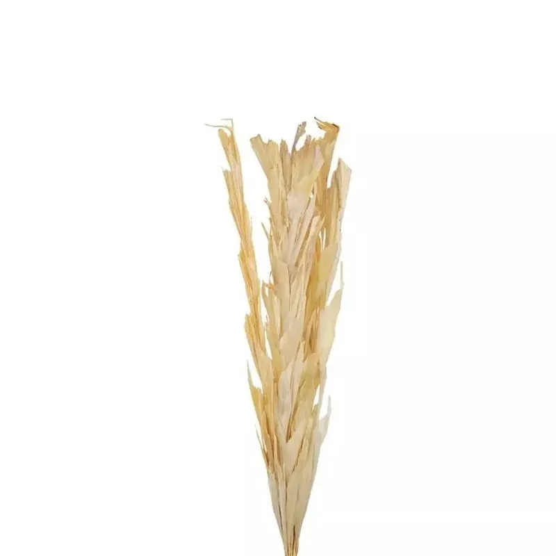 Dried Fishtail Bleached – 40 Stems