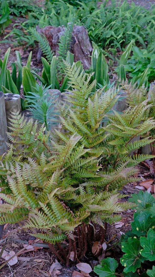 dryopteris-bissetiana Dryopteris bissetiana