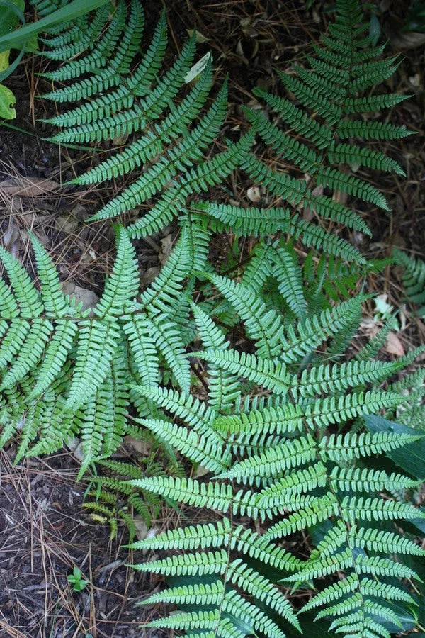 dryopteris-championii Dryopteris championii