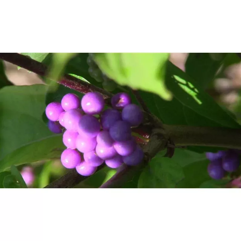 early-amethyst-beautyberry ‘Early Amethyst’ Beautyberry