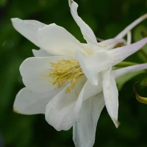 earlybird-white-columbine Earlybird™ White Columbine