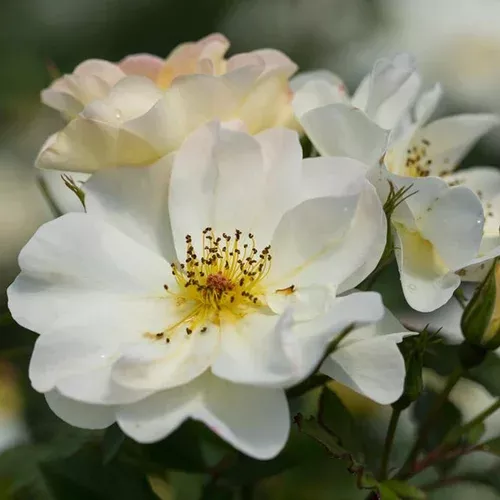 easy-elegance-oscar-peterson-rose Easy Elegance Oscar Peterson™ Rose