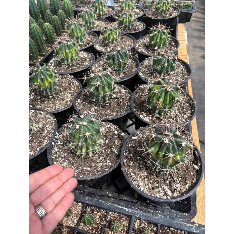 ec154-variegated-ferocactus-cactus-in-6-container #EC154 Variegated Ferocactus Cactus in 6 container