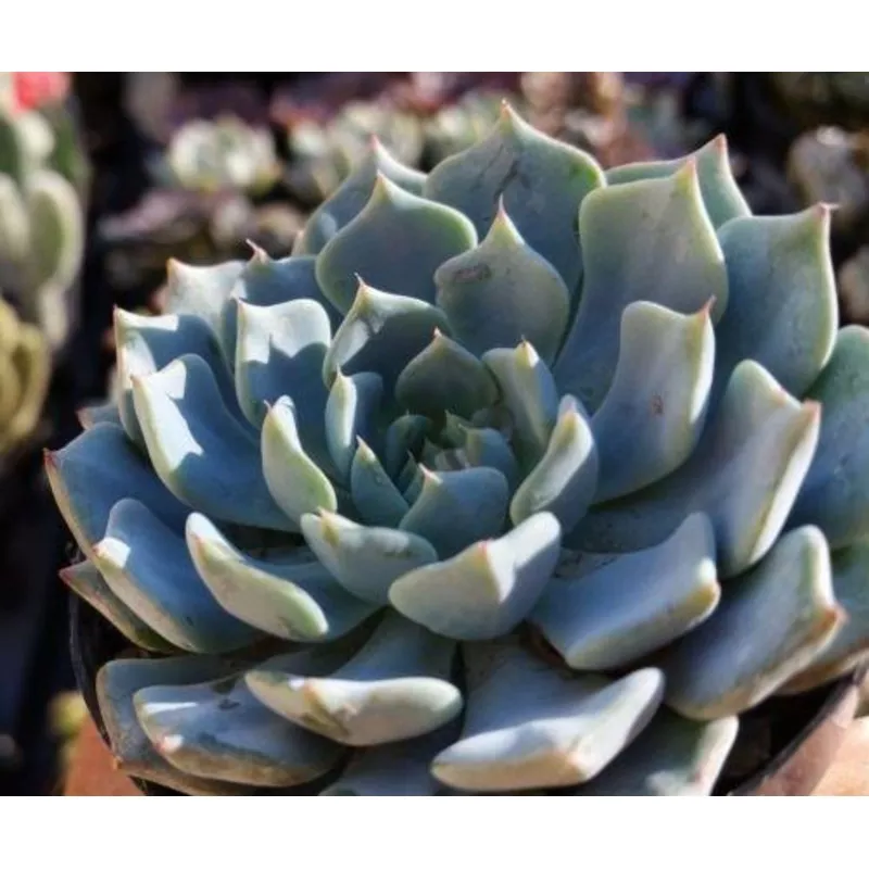 echeveria-azulita Echeveria azulita