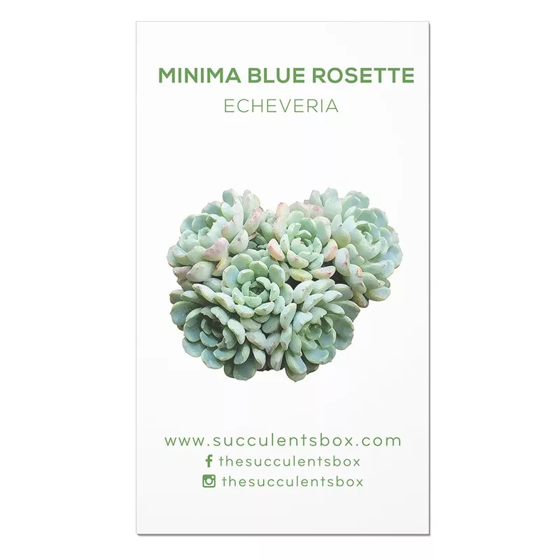 echeveria-succulent-id-cards Echeveria Succulent ID Cards