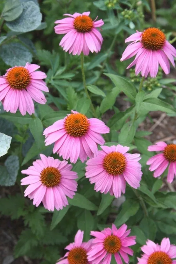 Echinacea ‘Adam Saul’ PP 21,023