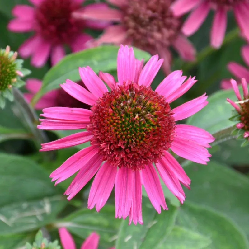 echinacea-delicious-candy Echinacea ‘Delicious Candy’