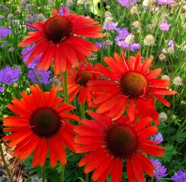 echinacea-hot-lava-pp-22-807 Echinacea ‘Hot Lava’ PP 22,807