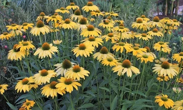 echinacea-leilani-pp-23-526 Echinacea ‘Leilani’ PP 23,526