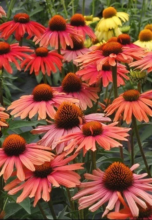 Echinacea ‘Mama Mia’ PP 23,020
