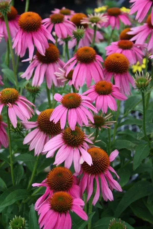 Echinacea purpurea ‘Kim’s Red Knee High’ PP 20,411