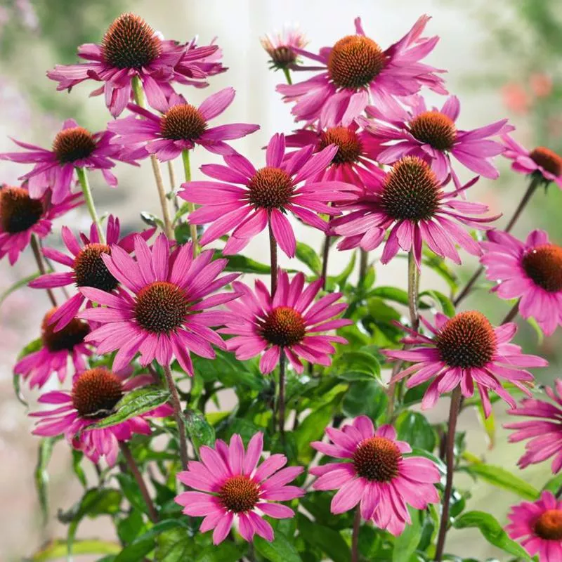 Echinacea purpurea ‘Magnus’