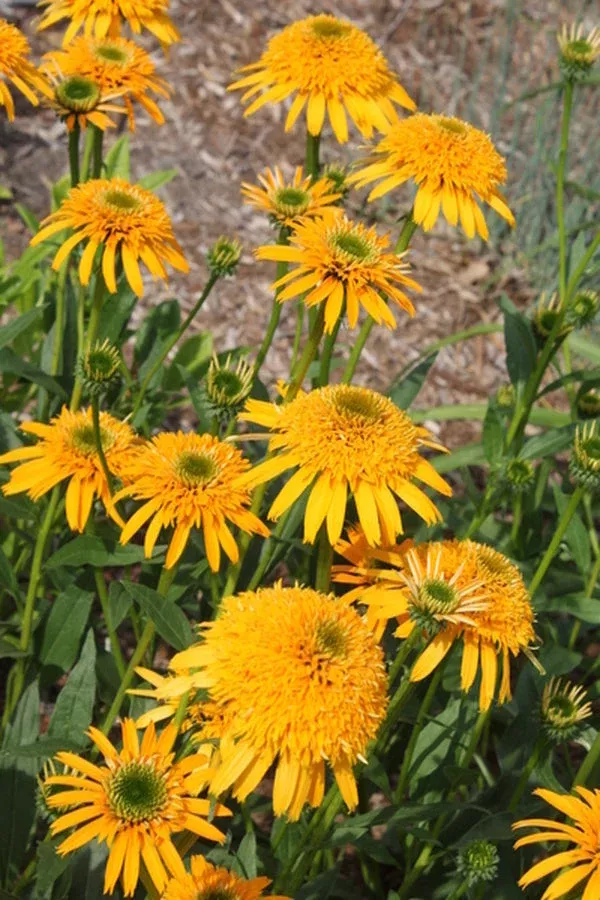 echinacea-secret-glow-pp-25-061 Echinacea ‘Secret Glow’ PP 25,061