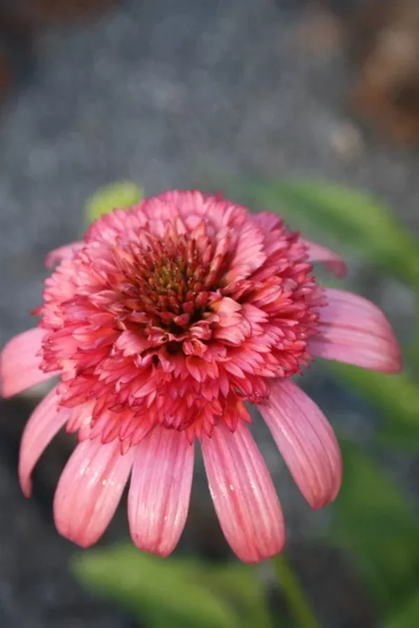 Echinacea ‘Secret Passion’ PP 23,108