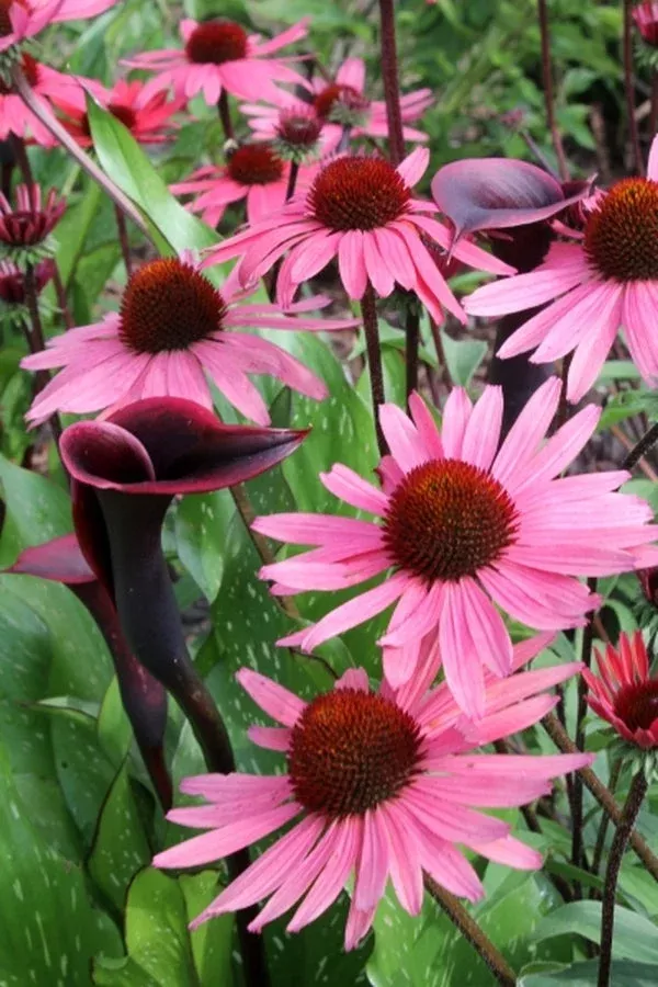 echinacea-solar-flare-pp-22-133 Echinacea ‘Solar Flare’ PP 22,133