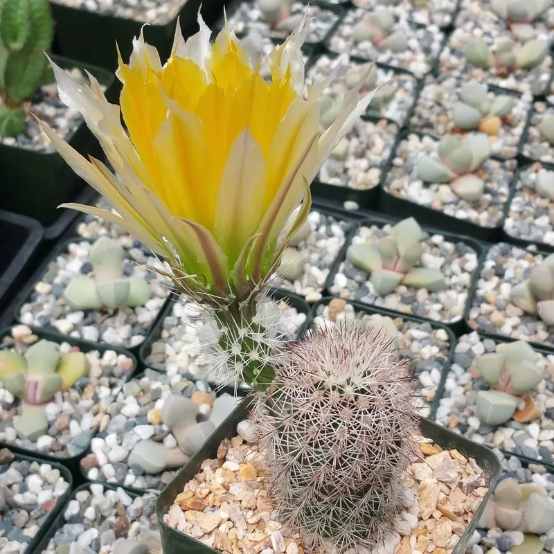 echinocereus-desyacanthus-v-rectispinus Echinocereus desyacanthus v. rectispinus
