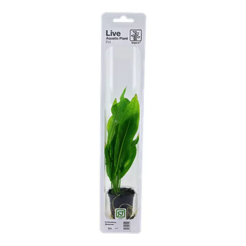 echinodorus-grisebachii-bleherae-packaged-pot Echinodorus Grisebachii Bleherae Packaged Pot