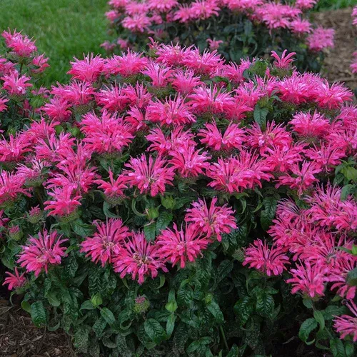 electric-neon-pink-bee-balm Electric Neon Pink Bee Balm