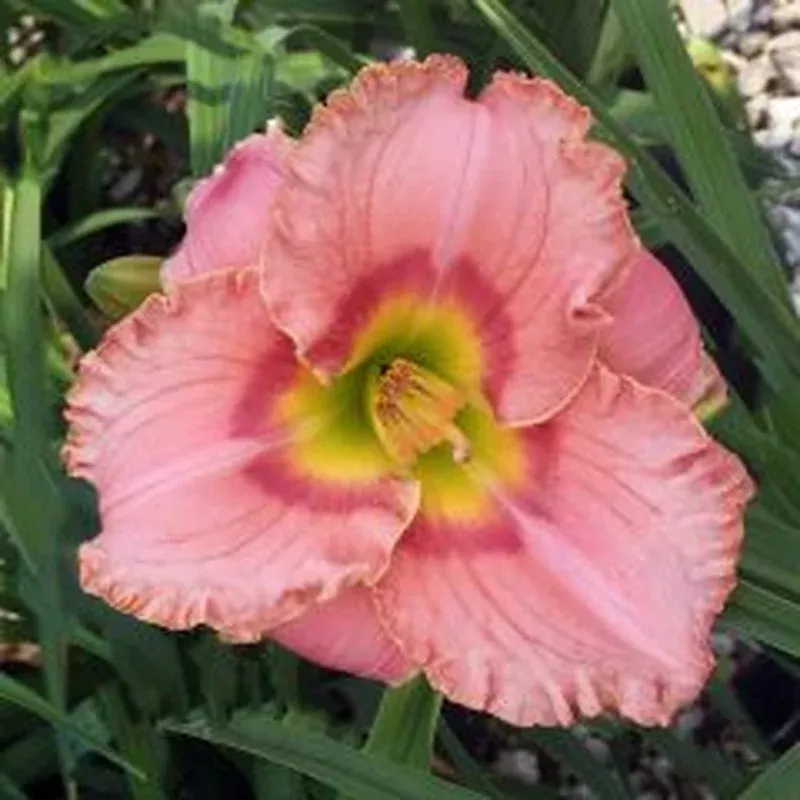 elegant-candy-daylily ‘Elegant Candy’ Daylily