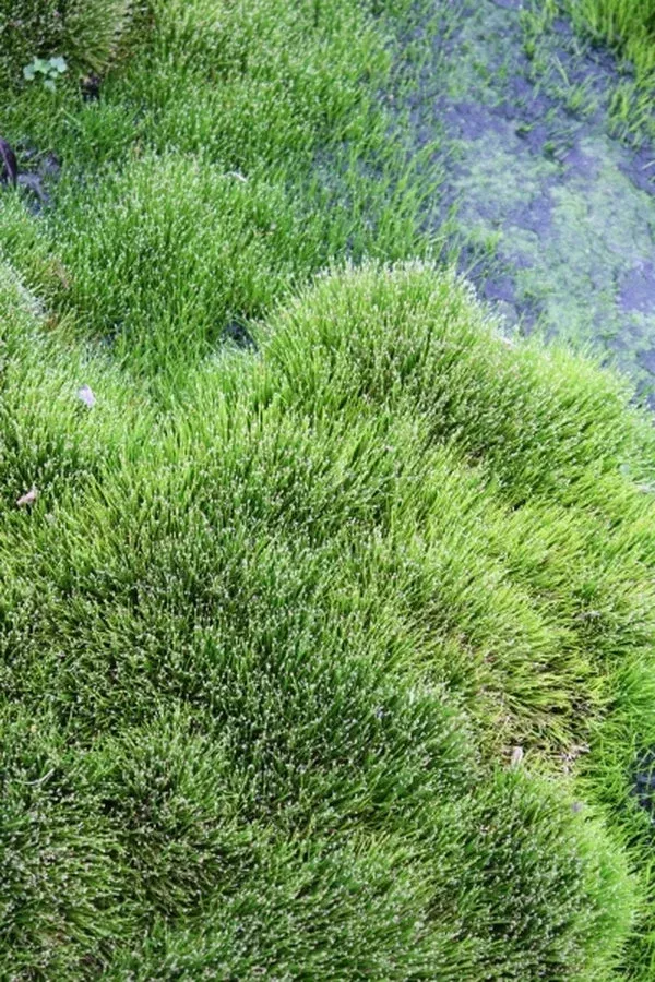 eleocharis-radicans Eleocharis radicans