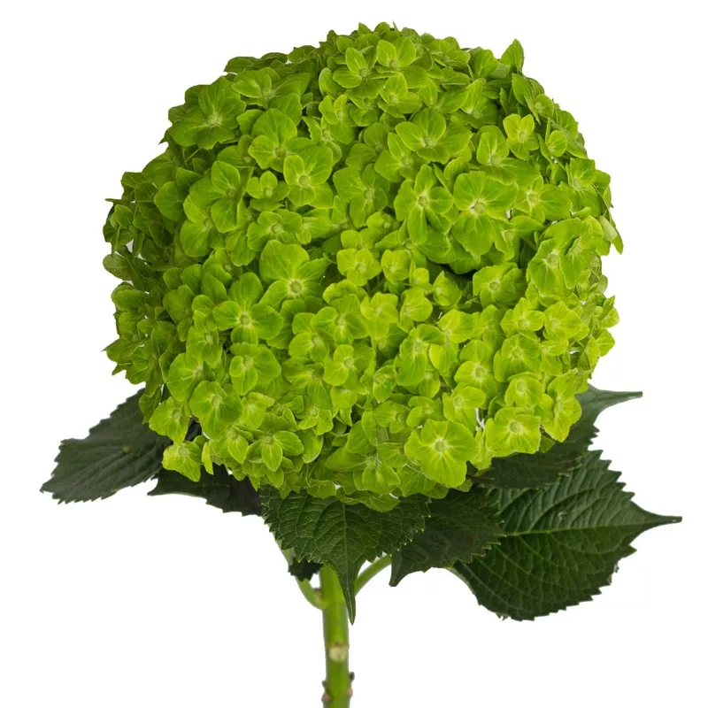 emerald-hydrangeas-assorted Emerald Hydrangeas – Assorted