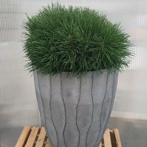 enci-mugo-pine Enci Mugo Pine