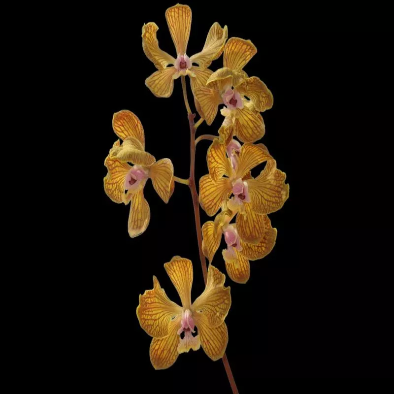 encyclia-fowliei Encyclia fowliei