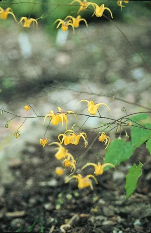 epimedium-davidii Epimedium davidii