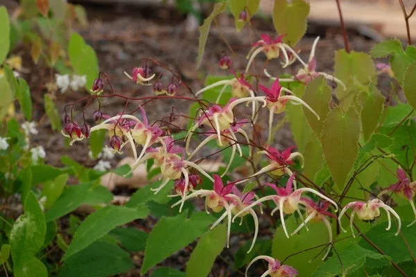 epimedium-flame-thrower Epimedium ‘Flame Thrower’