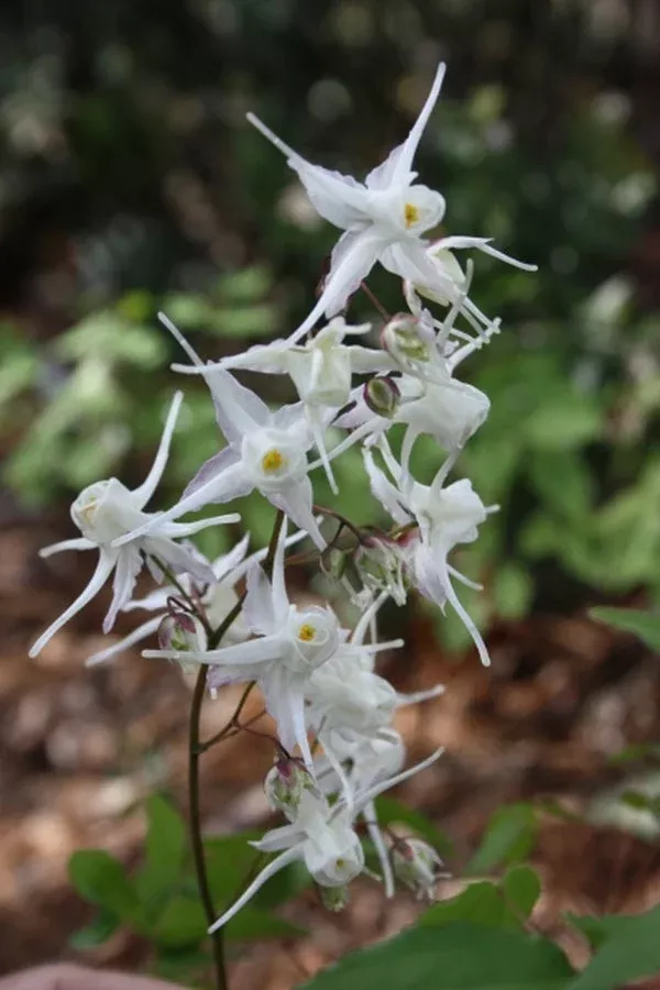 Epimedium ogisui