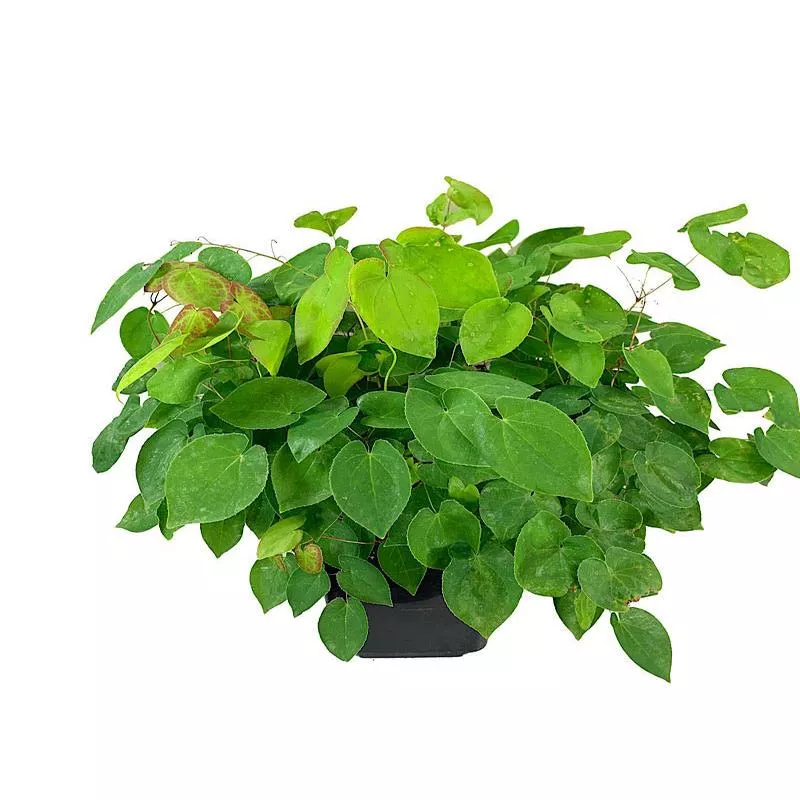 epimedium-rubrum Epimedium ‘Rubrum’