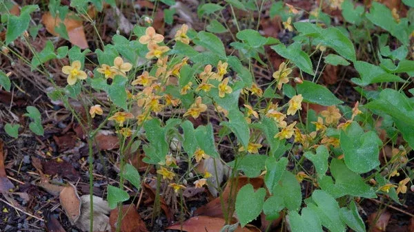 epimedium-x-warleyense-orangekonigin Epimedium x warleyense ‘Orangekonigin’