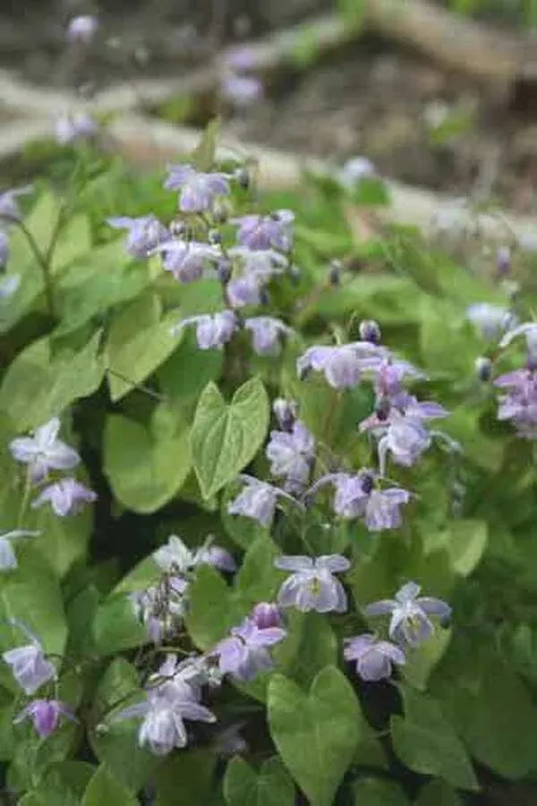 epimedium-x-youngianum-grape-fizz Epimedium x youngianum ‘Grape Fizz’