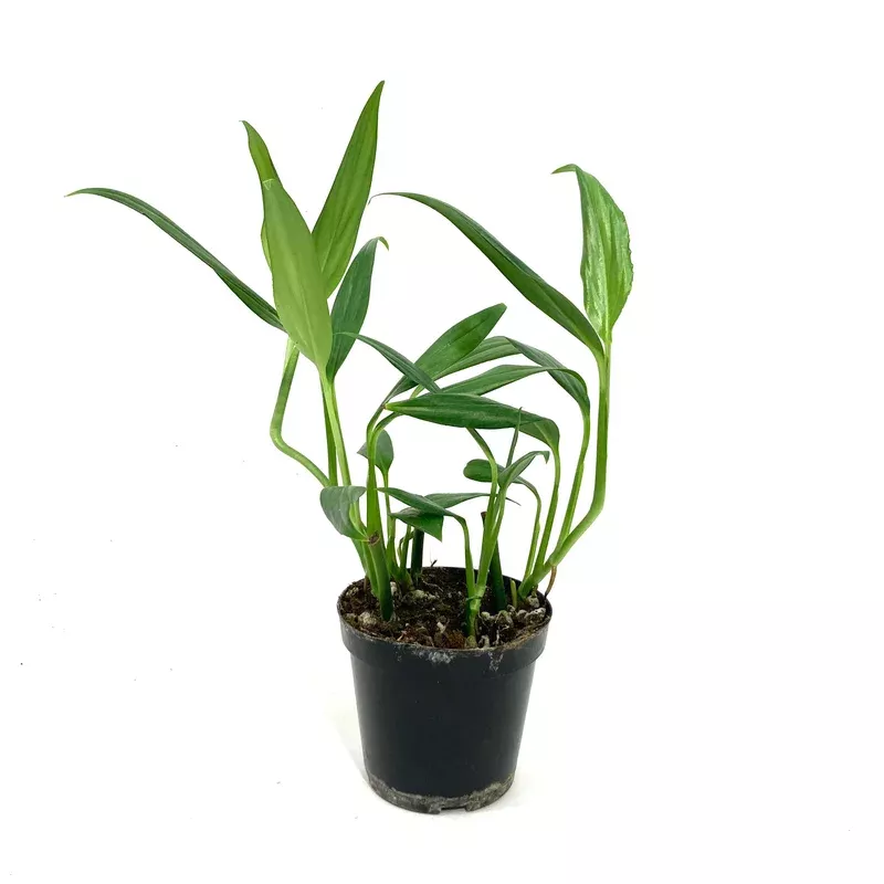 epipremnum-4in-amplyssum-silver Epipremnum 4in Amplyssum Silver